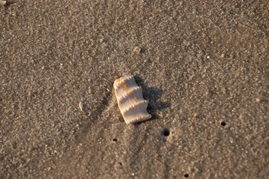 Bu güzel deniz kabuğu parçası kahverengi şeker görünümlü kum tanelerinin içinde yatıyordu. Sörfün kırdığı şeyin bir kalıntısı. Beyaz çıkıntılar ve turuncu bantlar öne çıkıyor.