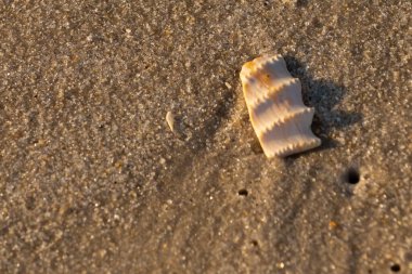 Bu güzel deniz kabuğu parçası kahverengi şeker görünümlü kum tanelerinin içinde yatıyordu. Sörfün kırdığı şeyin bir kalıntısı. Beyaz çıkıntılar ve turuncu bantlar öne çıkıyor.