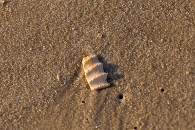 Bu güzel deniz kabuğu parçası kahverengi şeker görünümlü kum tanelerinin içinde yatıyordu. Sörfün kırdığı şeyin bir kalıntısı. Beyaz çıkıntılar ve turuncu bantlar öne çıkıyor.