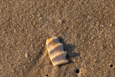 Bu güzel deniz kabuğu parçası kahverengi şeker görünümlü kum tanelerinin içinde yatıyordu. Sörfün kırdığı şeyin bir kalıntısı. Beyaz çıkıntılar ve turuncu bantlar öne çıkıyor.