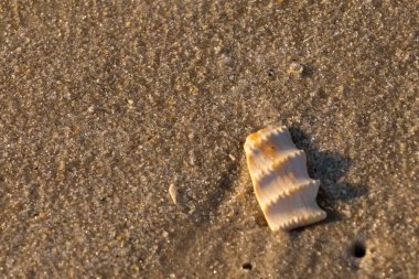 Bu güzel deniz kabuğu parçası kahverengi şeker görünümlü kum tanelerinin içinde yatıyordu. Sörfün kırdığı şeyin bir kalıntısı. Beyaz çıkıntılar ve turuncu bantlar öne çıkıyor.