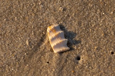 Bu güzel deniz kabuğu parçası kahverengi şeker görünümlü kum tanelerinin içinde yatıyordu. Sörfün kırdığı şeyin bir kalıntısı. Beyaz çıkıntılar ve turuncu bantlar öne çıkıyor.