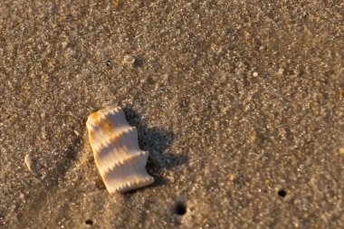 Bu güzel deniz kabuğu parçası kahverengi şeker görünümlü kum tanelerinin içinde yatıyordu. Sörfün kırdığı şeyin bir kalıntısı. Beyaz çıkıntılar ve turuncu bantlar öne çıkıyor.