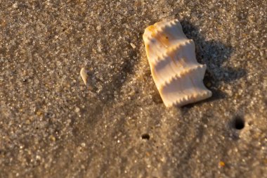 Bu güzel deniz kabuğu parçası kahverengi şeker görünümlü kum tanelerinin içinde yatıyordu. Sörfün kırdığı şeyin bir kalıntısı. Beyaz çıkıntılar ve turuncu bantlar öne çıkıyor.