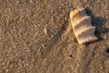 Bu güzel deniz kabuğu parçası kahverengi şeker görünümlü kum tanelerinin içinde yatıyordu. Sörfün kırdığı şeyin bir kalıntısı. Beyaz çıkıntılar ve turuncu bantlar öne çıkıyor.