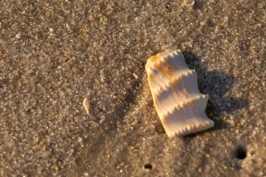 Bu güzel deniz kabuğu parçası kahverengi şeker görünümlü kum tanelerinin içinde yatıyordu. Sörfün kırdığı şeyin bir kalıntısı. Beyaz çıkıntılar ve turuncu bantlar öne çıkıyor.