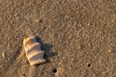 Bu güzel deniz kabuğu parçası kahverengi şeker görünümlü kum tanelerinin içinde yatıyordu. Sörfün kırdığı şeyin bir kalıntısı. Beyaz çıkıntılar ve turuncu bantlar öne çıkıyor.