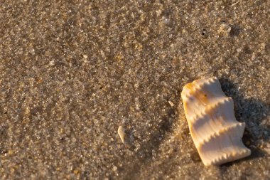 Bu güzel deniz kabuğu parçası kahverengi şeker görünümlü kum tanelerinin içinde yatıyordu. Sörfün kırdığı şeyin bir kalıntısı. Beyaz çıkıntılar ve turuncu bantlar öne çıkıyor.