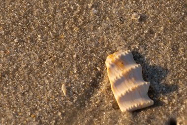Bu güzel deniz kabuğu parçası kahverengi şeker görünümlü kum tanelerinin içinde yatıyordu. Sörfün kırdığı şeyin bir kalıntısı. Beyaz çıkıntılar ve turuncu bantlar öne çıkıyor.