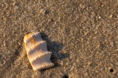 Bu güzel deniz kabuğu parçası kahverengi şeker görünümlü kum tanelerinin içinde yatıyordu. Sörfün kırdığı şeyin bir kalıntısı. Beyaz çıkıntılar ve turuncu bantlar öne çıkıyor.