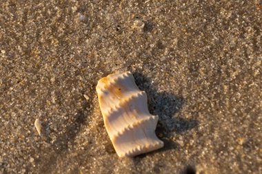 Bu güzel deniz kabuğu parçası kahverengi şeker görünümlü kum tanelerinin içinde yatıyordu. Sörfün kırdığı şeyin bir kalıntısı. Beyaz çıkıntılar ve turuncu bantlar öne çıkıyor.