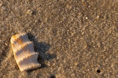 Bu güzel deniz kabuğu parçası kahverengi şeker görünümlü kum tanelerinin içinde yatıyordu. Sörfün kırdığı şeyin bir kalıntısı. Beyaz çıkıntılar ve turuncu bantlar öne çıkıyor.
