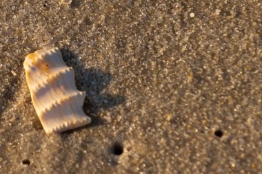 Bu güzel deniz kabuğu parçası kahverengi şeker görünümlü kum tanelerinin içinde yatıyordu. Sörfün kırdığı şeyin bir kalıntısı. Beyaz çıkıntılar ve turuncu bantlar öne çıkıyor.