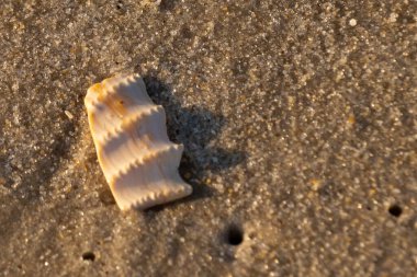 Bu güzel deniz kabuğu parçası kahverengi şeker görünümlü kum tanelerinin içinde yatıyordu. Sörfün kırdığı şeyin bir kalıntısı. Beyaz çıkıntılar ve turuncu bantlar öne çıkıyor.