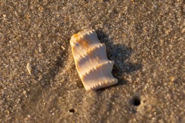 Bu güzel deniz kabuğu parçası kahverengi şeker görünümlü kum tanelerinin içinde yatıyordu. Sörfün kırdığı şeyin bir kalıntısı. Beyaz çıkıntılar ve turuncu bantlar öne çıkıyor.