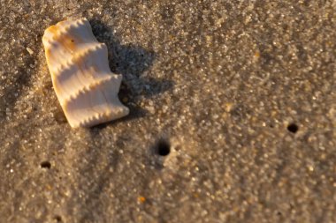 Bu güzel deniz kabuğu parçası kahverengi şeker görünümlü kum tanelerinin içinde yatıyordu. Sörfün kırdığı şeyin bir kalıntısı. Beyaz çıkıntılar ve turuncu bantlar öne çıkıyor.