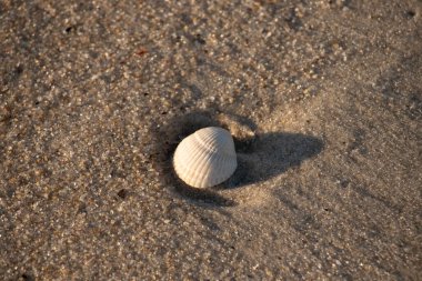 Kumlu bir kumsalda güzel bir kan gemisi kabuğu yatıyordu. Bu deniz kabuğu kum taneleri ve küçük parlak çakıl taşlarının arasındaydı. Bu kabuğun kenarları ve beyaz renk güzel ve yelpaze gibi görünüyor..