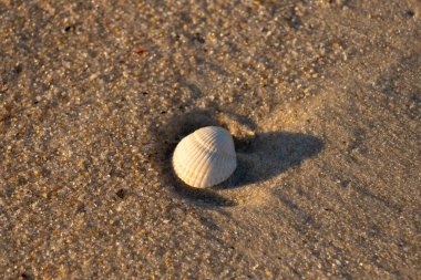 Kumlu bir kumsalda güzel bir kan gemisi kabuğu yatıyordu. Bu deniz kabuğu kum taneleri ve küçük parlak çakıl taşlarının arasındaydı. Bu kabuğun kenarları ve beyaz renk güzel ve yelpaze gibi görünüyor..