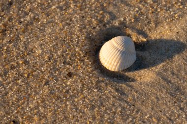 Kumlu bir kumsalda güzel bir kan gemisi kabuğu yatıyordu. Bu deniz kabuğu kum taneleri ve küçük parlak çakıl taşlarının arasındaydı. Bu kabuğun kenarları ve beyaz renk güzel ve yelpaze gibi görünüyor..