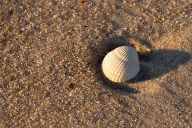 Kumlu bir kumsalda güzel bir kan gemisi kabuğu yatıyordu. Bu deniz kabuğu kum taneleri ve küçük parlak çakıl taşlarının arasındaydı. Bu kabuğun kenarları ve beyaz renk güzel ve yelpaze gibi görünüyor..