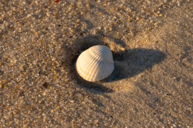 Kumlu bir kumsalda güzel bir kan gemisi kabuğu yatıyordu. Bu deniz kabuğu kum taneleri ve küçük parlak çakıl taşlarının arasındaydı. Bu kabuğun kenarları ve beyaz renk güzel ve yelpaze gibi görünüyor..
