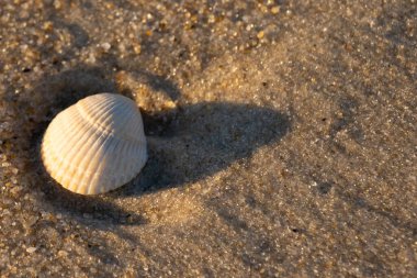 Kumlu bir kumsalda güzel bir kan gemisi kabuğu yatıyordu. Bu deniz kabuğu kum taneleri ve küçük parlak çakıl taşlarının arasındaydı. Bu kabuğun kenarları ve beyaz renk güzel ve yelpaze gibi görünüyor..