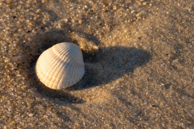 Kumlu bir kumsalda güzel bir kan gemisi kabuğu yatıyordu. Bu deniz kabuğu kum taneleri ve küçük parlak çakıl taşlarının arasındaydı. Bu kabuğun kenarları ve beyaz renk güzel ve yelpaze gibi görünüyor..