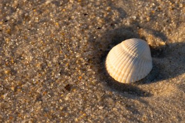 Kumlu bir kumsalda güzel bir kan gemisi kabuğu yatıyordu. Bu deniz kabuğu kum taneleri ve küçük parlak çakıl taşlarının arasındaydı. Bu kabuğun kenarları ve beyaz renk güzel ve yelpaze gibi görünüyor..