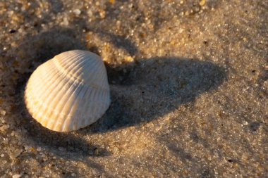Kumlu bir kumsalda güzel bir kan gemisi kabuğu yatıyordu. Bu deniz kabuğu kum taneleri ve küçük parlak çakıl taşlarının arasındaydı. Bu kabuğun kenarları ve beyaz renk güzel ve yelpaze gibi görünüyor..