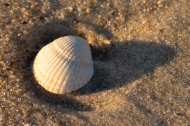 Kumlu bir kumsalda güzel bir kan gemisi kabuğu yatıyordu. Bu deniz kabuğu kum taneleri ve küçük parlak çakıl taşlarının arasındaydı. Bu kabuğun kenarları ve beyaz renk güzel ve yelpaze gibi görünüyor..