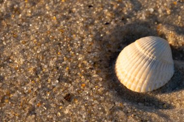Kumlu bir kumsalda güzel bir kan gemisi kabuğu yatıyordu. Bu deniz kabuğu kum taneleri ve küçük parlak çakıl taşlarının arasındaydı. Bu kabuğun kenarları ve beyaz renk güzel ve yelpaze gibi görünüyor..