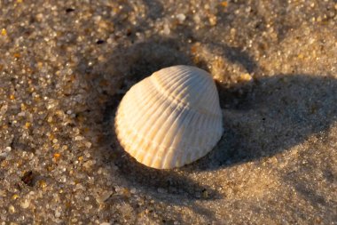 Kumlu bir kumsalda güzel bir kan gemisi kabuğu yatıyordu. Bu deniz kabuğu kum taneleri ve küçük parlak çakıl taşlarının arasındaydı. Bu kabuğun kenarları ve beyaz renk güzel ve yelpaze gibi görünüyor..