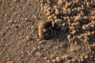 Bu, kumsalda yatan bir deniz tarağı kabuğunun resmi. Güneşin yansımasıyla parlayan güzel deniz kabuğu. Etrafı kumla kaplıydı. Kahverengi şeker gibi görünüyordu..