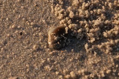 Bu, kumsalda yatan bir deniz tarağı kabuğunun resmi. Güneşin yansımasıyla parlayan güzel deniz kabuğu. Etrafı kumla kaplıydı. Kahverengi şeker gibi görünüyordu..