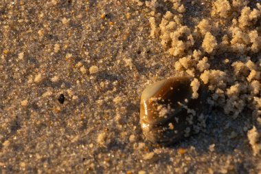 Bu, kumsalda yatan bir deniz tarağı kabuğunun resmi. Güneşin yansımasıyla parlayan güzel deniz kabuğu. Etrafı kumla kaplıydı. Kahverengi şeker gibi görünüyordu..