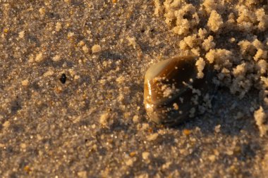 Bu, kumsalda yatan bir deniz tarağı kabuğunun resmi. Güneşin yansımasıyla parlayan güzel deniz kabuğu. Etrafı kumla kaplıydı. Kahverengi şeker gibi görünüyordu..