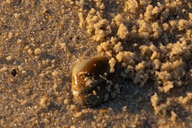 Bu, kumsalda yatan bir deniz tarağı kabuğunun resmi. Güneşin yansımasıyla parlayan güzel deniz kabuğu. Etrafı kumla kaplıydı. Kahverengi şeker gibi görünüyordu..