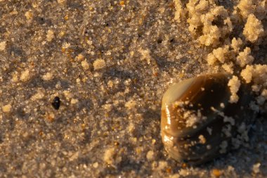 Bu, kumsalda yatan bir deniz tarağı kabuğunun resmi. Güneşin yansımasıyla parlayan güzel deniz kabuğu. Etrafı kumla kaplıydı. Kahverengi şeker gibi görünüyordu..