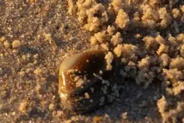 Bu, kumsalda yatan bir deniz tarağı kabuğunun resmi. Güneşin yansımasıyla parlayan güzel deniz kabuğu. Etrafı kumla kaplıydı. Kahverengi şeker gibi görünüyordu..