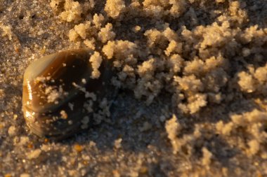 Bu, kumsalda yatan bir deniz tarağı kabuğunun resmi. Güneşin yansımasıyla parlayan güzel deniz kabuğu. Etrafı kumla kaplıydı. Kahverengi şeker gibi görünüyordu..