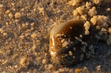 Bu, kumsalda yatan bir deniz tarağı kabuğunun resmi. Güneşin yansımasıyla parlayan güzel deniz kabuğu. Etrafı kumla kaplıydı. Kahverengi şeker gibi görünüyordu..