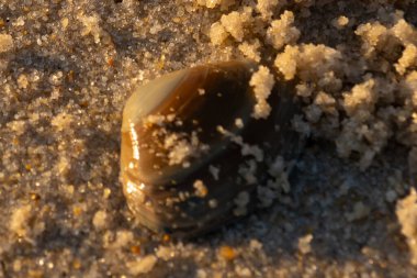 Bu, kumsalda yatan bir deniz tarağı kabuğunun resmi. Güneşin yansımasıyla parlayan güzel deniz kabuğu. Etrafı kumla kaplıydı. Kahverengi şeker gibi görünüyordu..