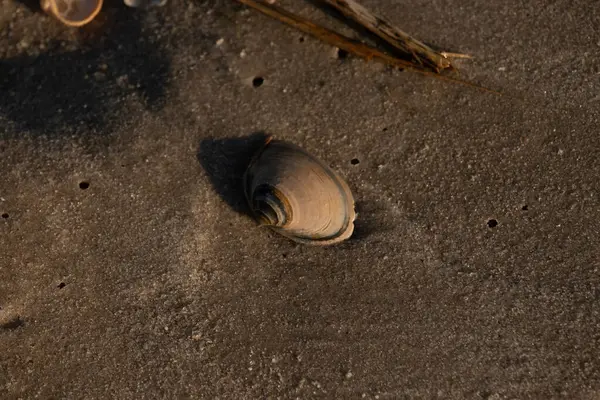 Bu küçük deniz kabuğu kum tanelerinin arasında yatıyordu. Kabuk bir midyeye ait ve içinde güzel mavi bantlar var. Etrafındaki alan ıslanmış görünüyor. Sanki su yeni akmış gibi..