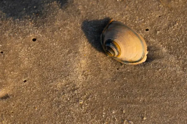 Bu küçük deniz kabuğu kum tanelerinin arasında yatıyordu. Kabuk bir midyeye ait ve içinde güzel mavi bantlar var. Etrafındaki alan ıslanmış görünüyor. Sanki su yeni akmış gibi..