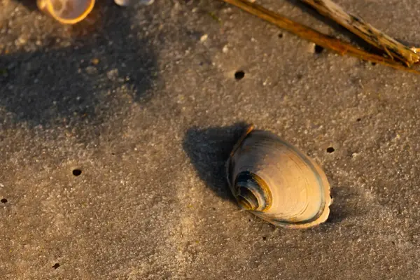 Bu küçük deniz kabuğu kum tanelerinin arasında yatıyordu. Kabuk bir midyeye ait ve içinde güzel mavi bantlar var. Etrafındaki alan ıslanmış görünüyor. Sanki su yeni akmış gibi..