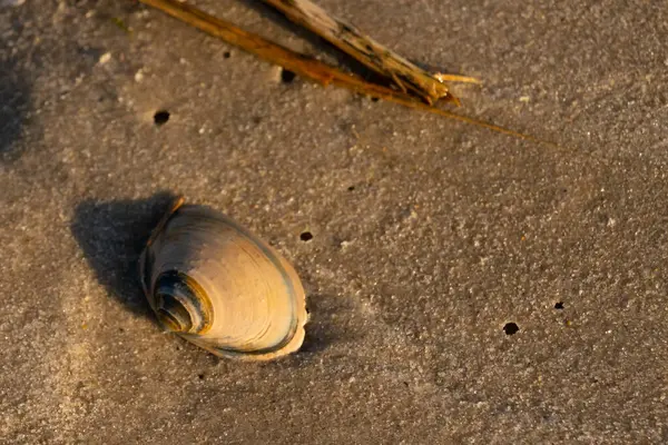 Bu küçük deniz kabuğu kum tanelerinin arasında yatıyordu. Kabuk bir midyeye ait ve içinde güzel mavi bantlar var. Etrafındaki alan ıslanmış görünüyor. Sanki su yeni akmış gibi..
