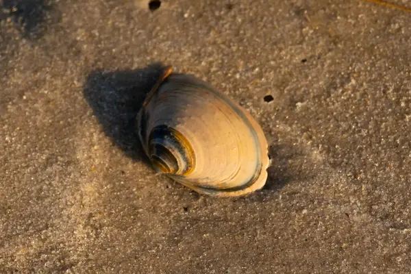 Bu küçük deniz kabuğu kum tanelerinin arasında yatıyordu. Kabuk bir midyeye ait ve içinde güzel mavi bantlar var. Etrafındaki alan ıslanmış görünüyor. Sanki su yeni akmış gibi..