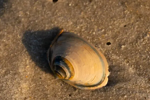 Bu küçük deniz kabuğu kum tanelerinin arasında yatıyordu. Kabuk bir midyeye ait ve içinde güzel mavi bantlar var. Etrafındaki alan ıslanmış görünüyor. Sanki su yeni akmış gibi..