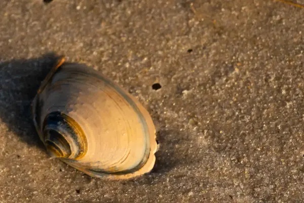 Bu küçük deniz kabuğu kum tanelerinin arasında yatıyordu. Kabuk bir midyeye ait ve içinde güzel mavi bantlar var. Etrafındaki alan ıslanmış görünüyor. Sanki su yeni akmış gibi..
