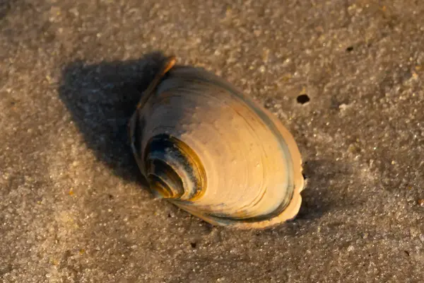 Bu küçük deniz kabuğu kum tanelerinin arasında yatıyordu. Kabuk bir midyeye ait ve içinde güzel mavi bantlar var. Etrafındaki alan ıslanmış görünüyor. Sanki su yeni akmış gibi..